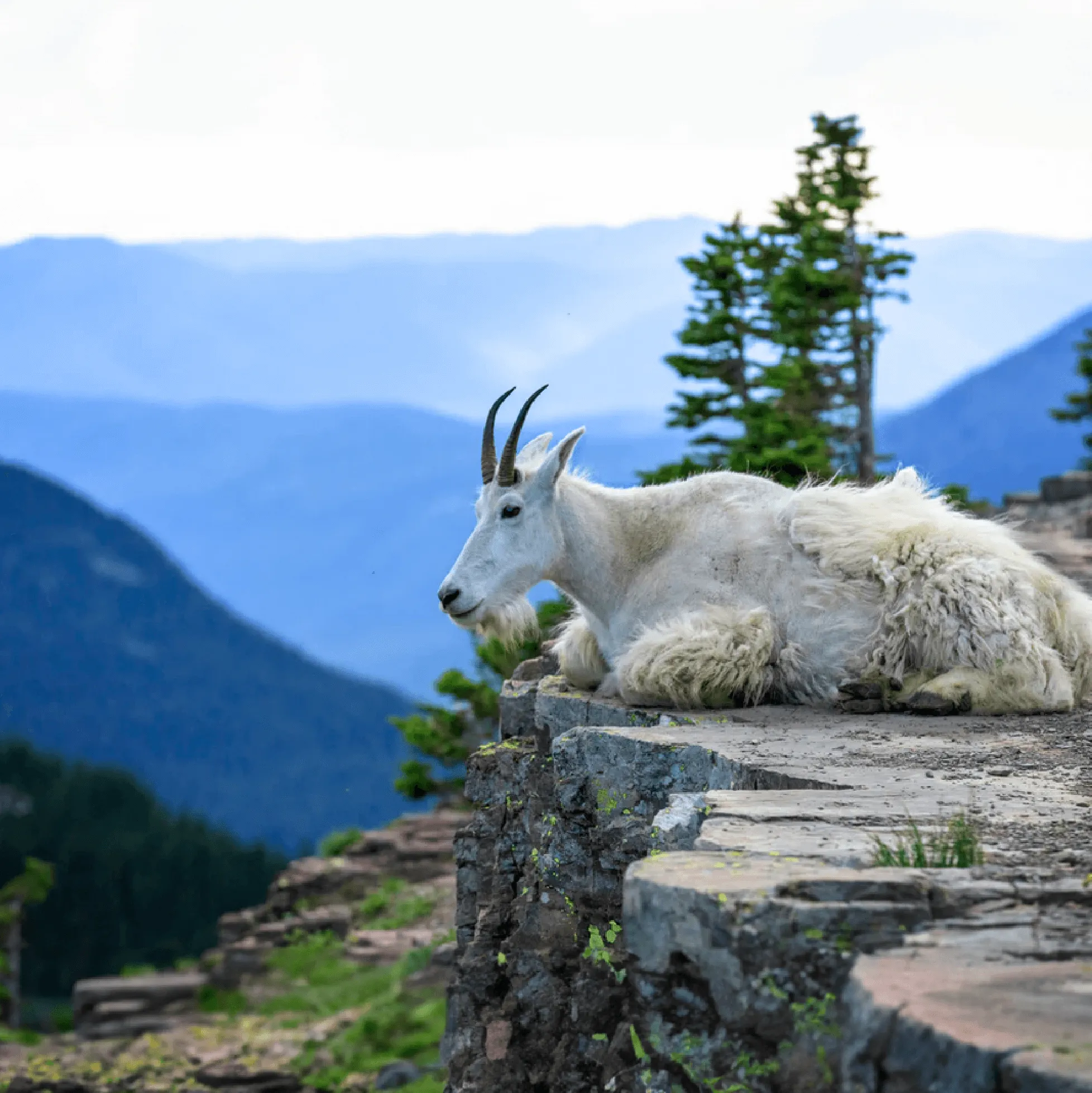 Mtn Goat Adjustable Ring